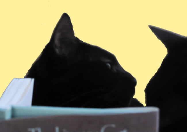 LitCatBook